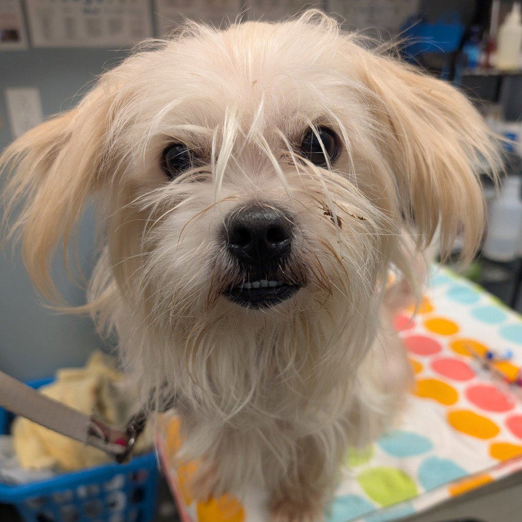 Shiloh, Shih Tzu