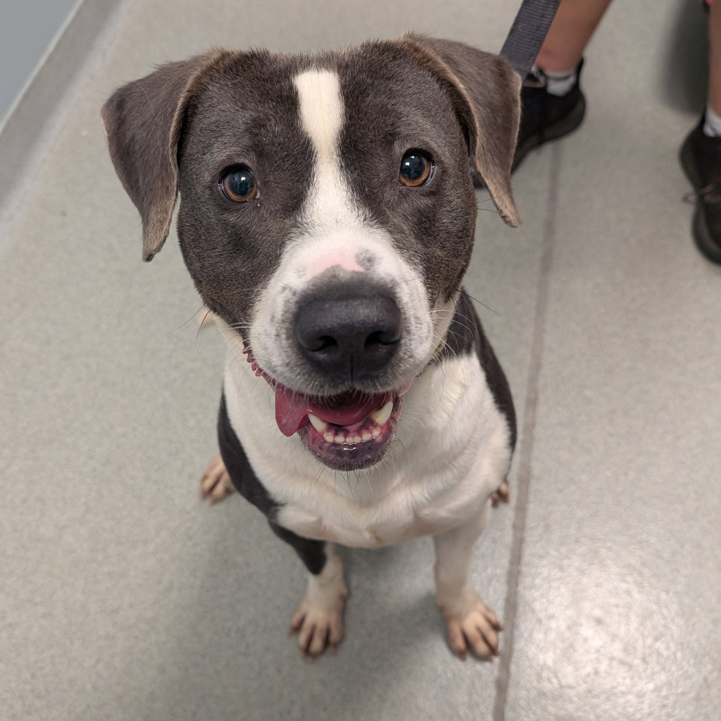 Chase, Mixed Breed