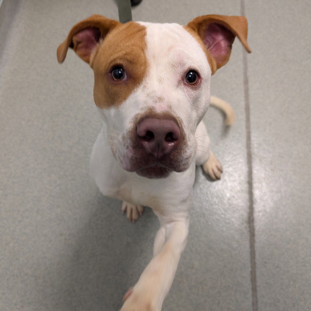 Fletcher, Mixed Breed