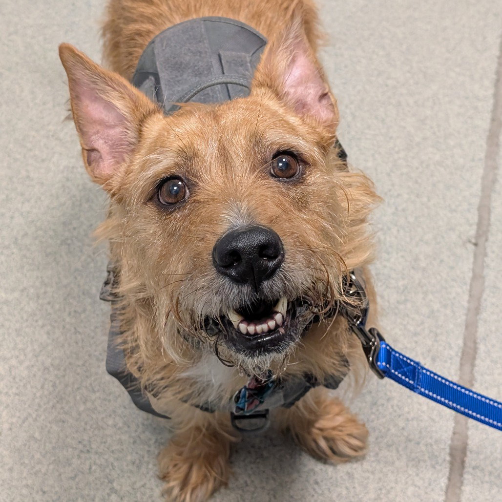 Odin, Mixed Breed