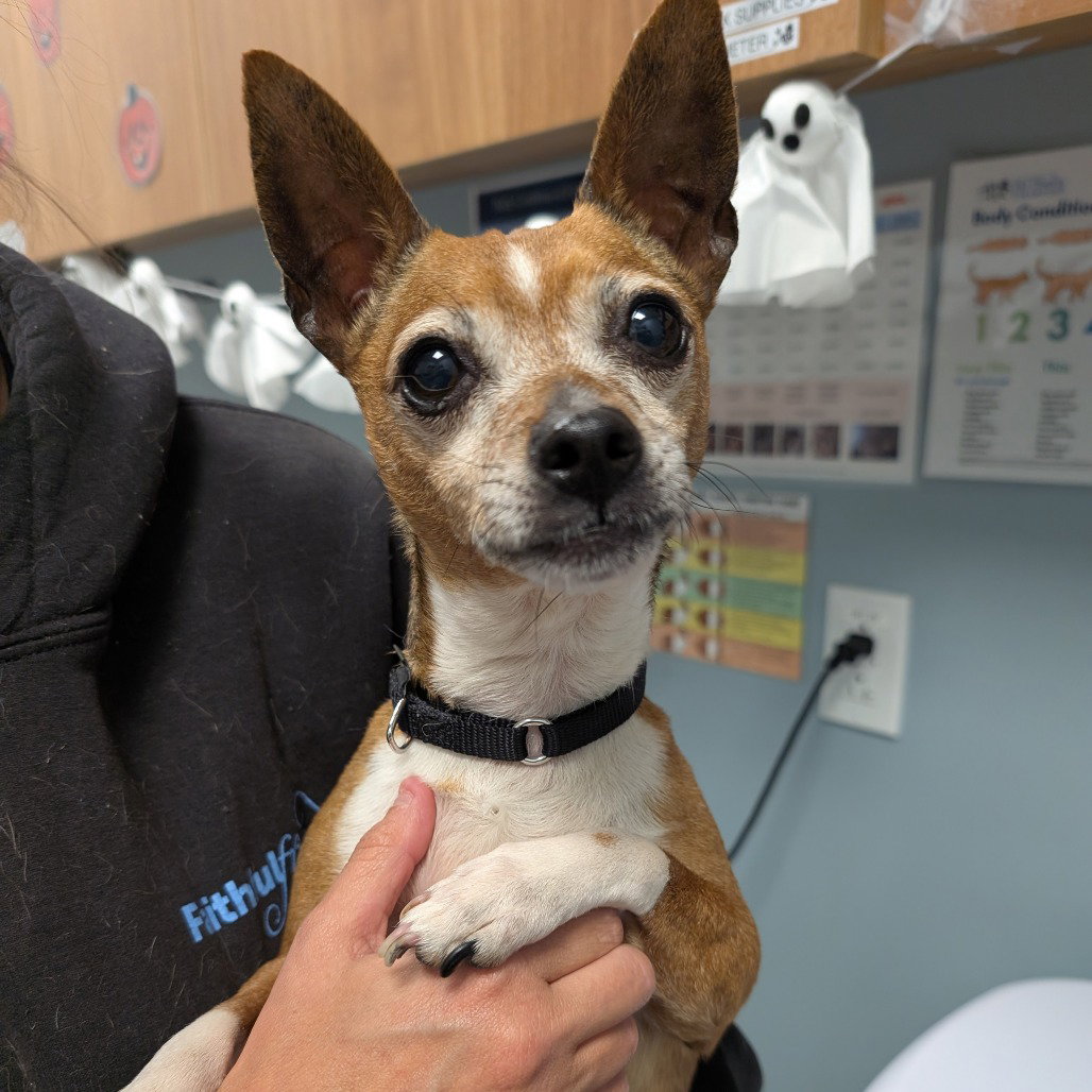 Chico