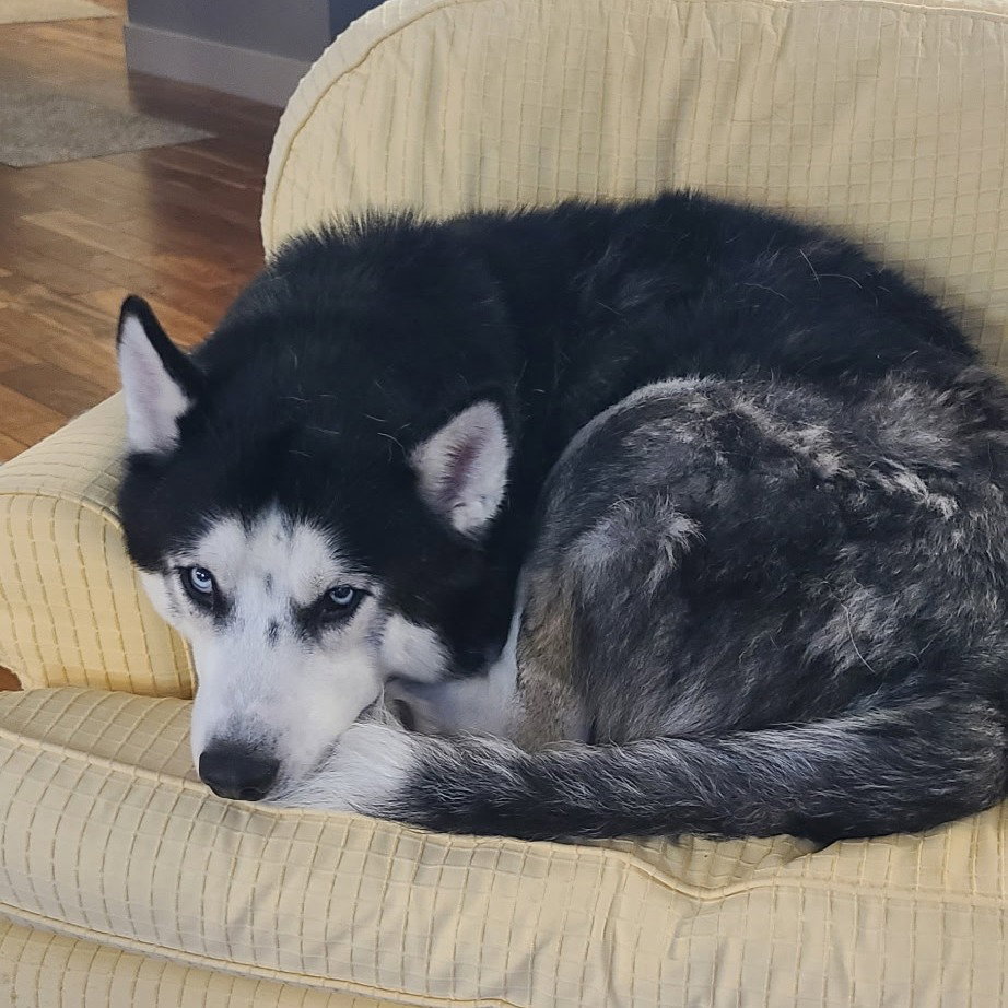 Koda