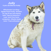 adoptable Dog in northport, AL named Judy - Fagin