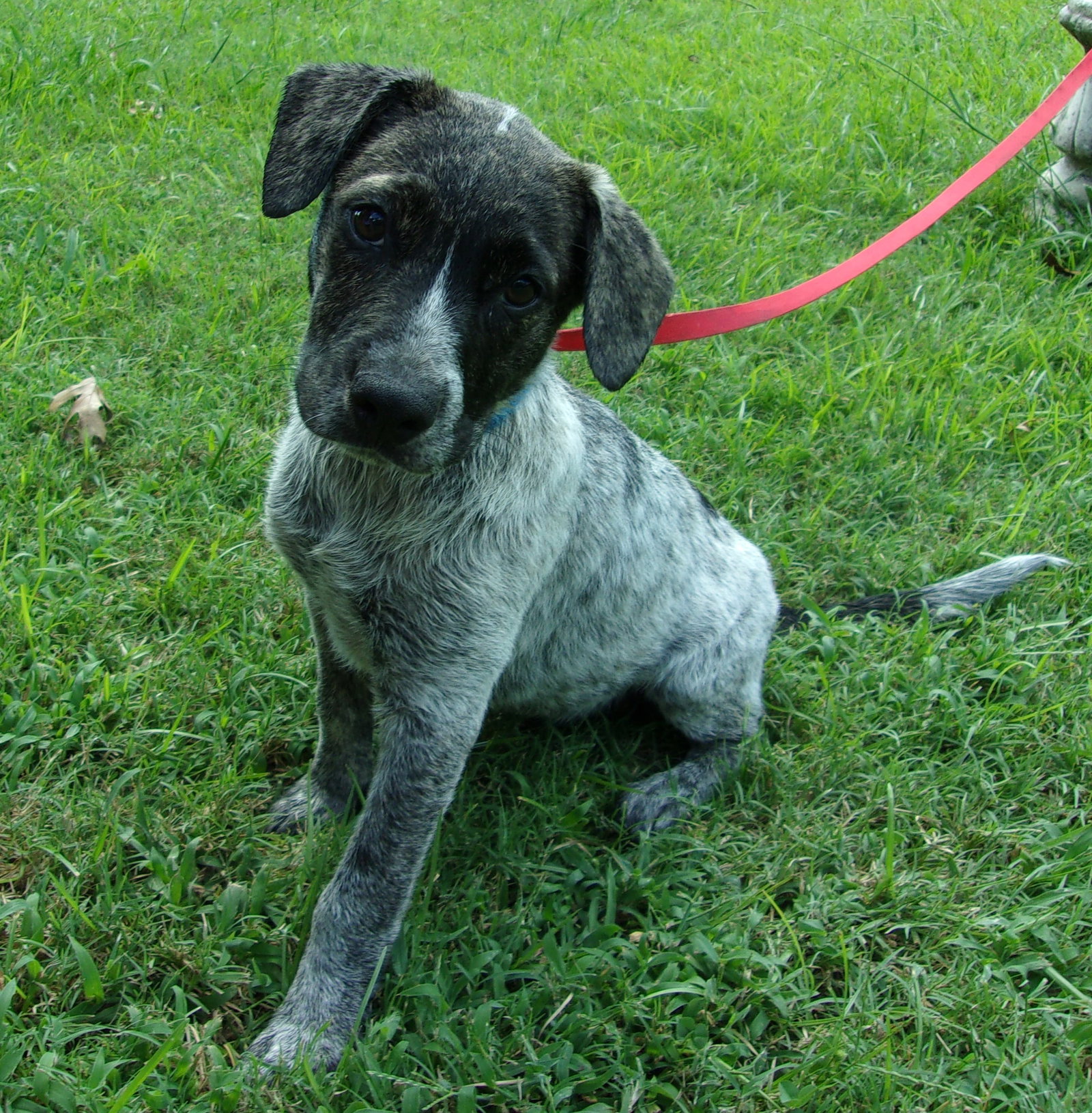 Dog for Adoption Nona, a Australian Cattle Dog/Blue Heeler in