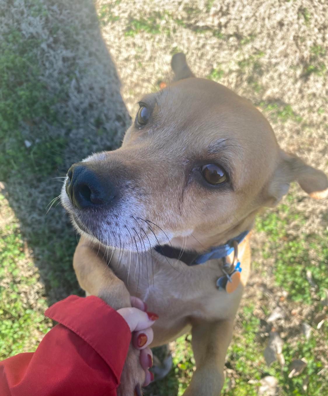 Dog for Adoption Mango, a Jack Russell Terrier in Hueytown, AL