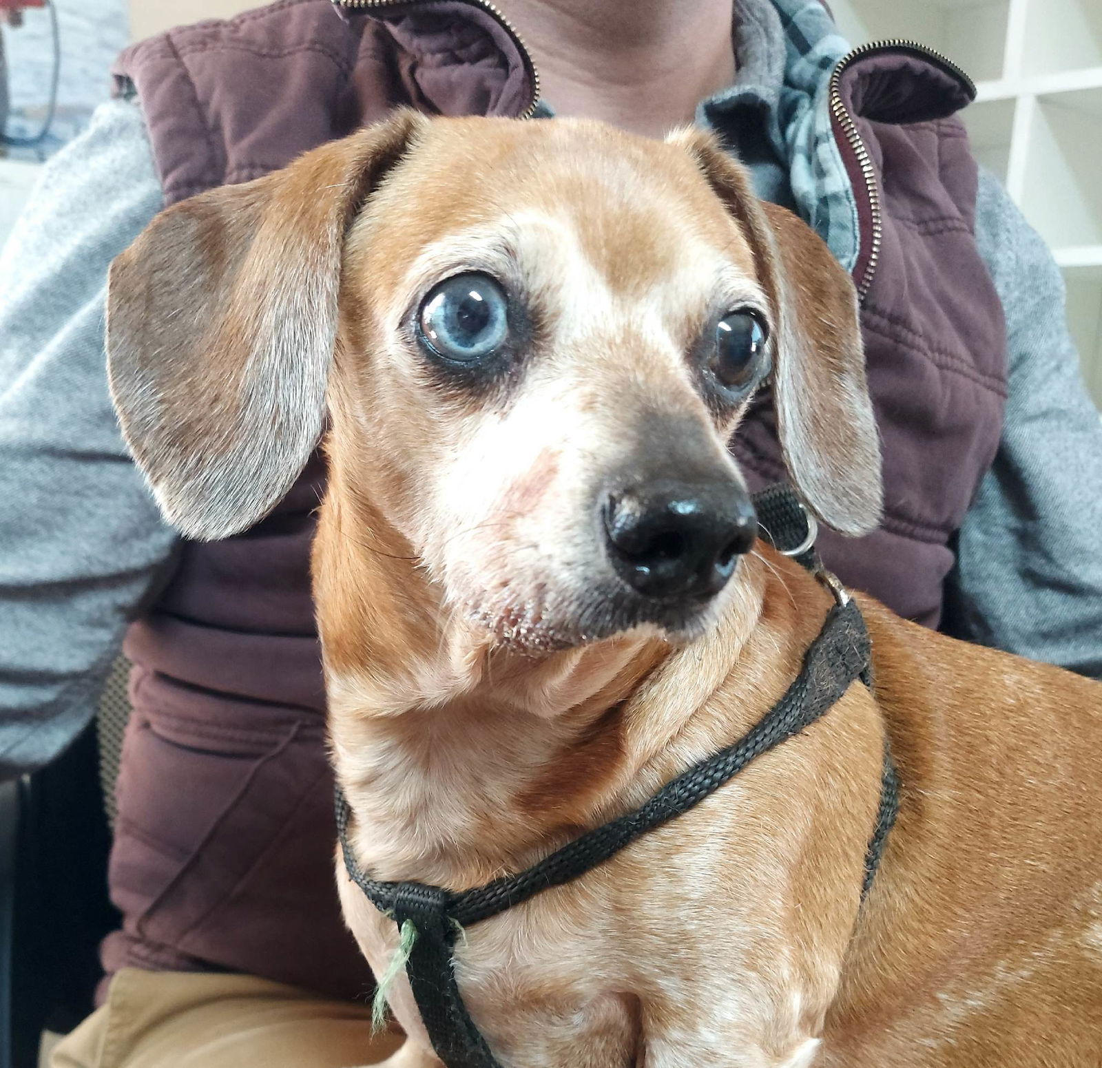 dog-for-adoption-buster-a-dachshund-in-fairfield-al-alpha-paw