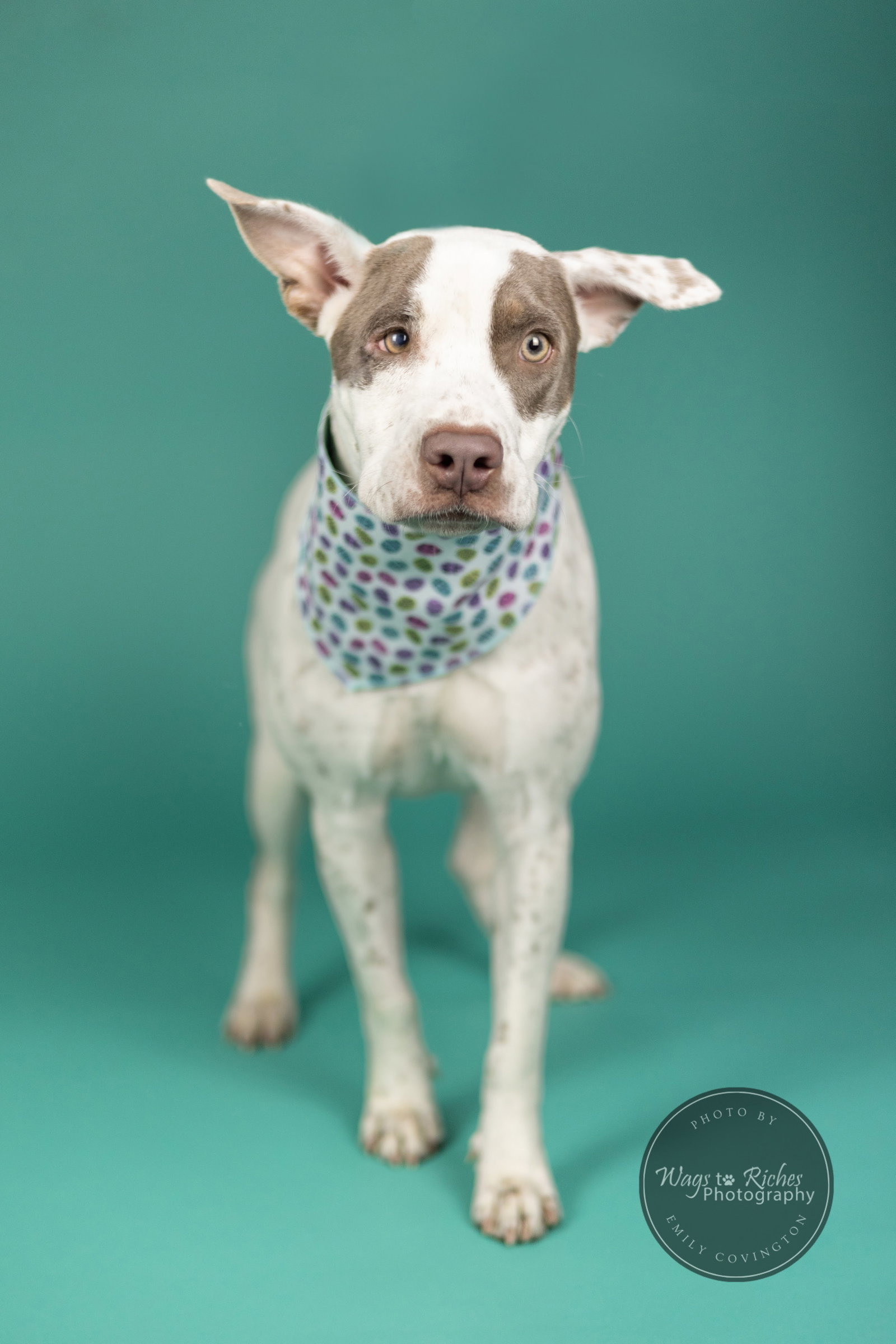 Dog For Adoption Cahaba A Australian Cattle Dog Blue Heeler In 