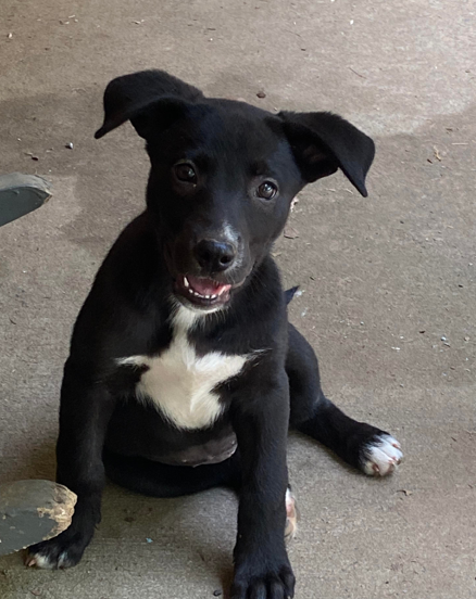 Dog For Adoption - Ella Mae, A Labrador Retriever In Hoover, Al 