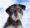 adoptable Dog in , AL named Peggy Sue - NEW