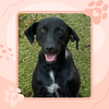adoptable Dog in northport, AL named Lady