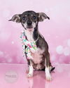 adoptable Dog in , AL named Blanche - NEW