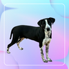 adoptable Dog in northport, AL named Levi - Lovebug