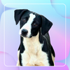 adoptable Dog in northport, AL named Lester - Good Boy