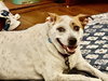 Boochie TX - Photo 12