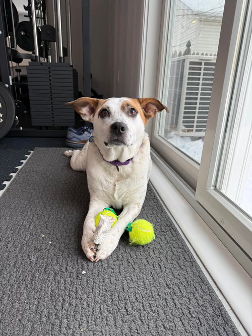 picture of the dog needing adoption