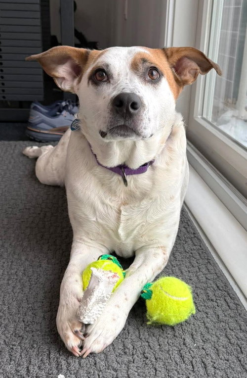 Boochie TX, an adoptable Cattle Dog in Boonton, NJ