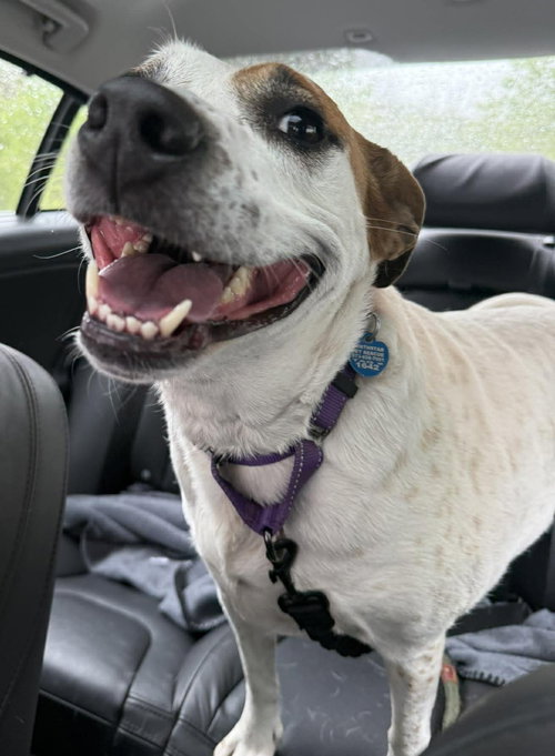 Boochie TX, an adoptable Cattle Dog in Boonton, NJ