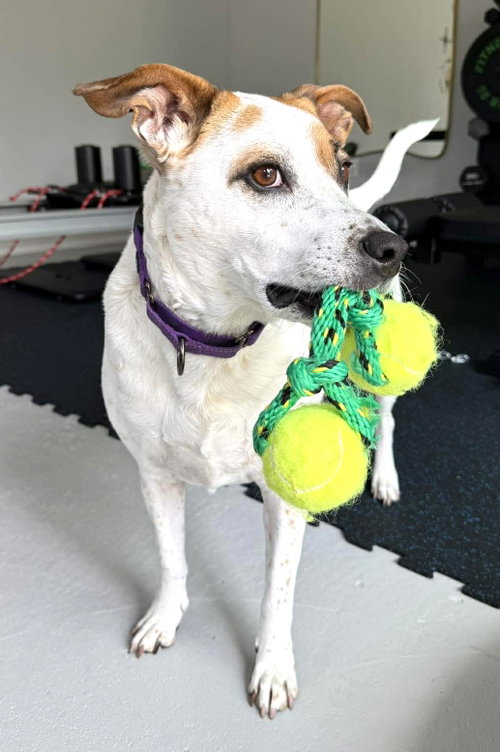 Boochie TX, an adoptable Cattle Dog in Boonton, NJ