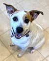 Boochie TX - Photo 2