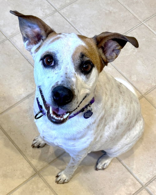 BOOCHIE TX - Cattle Dog / Pit Bull Terrier available for adoption