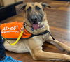 adoptable Dog in  named *Ash TX