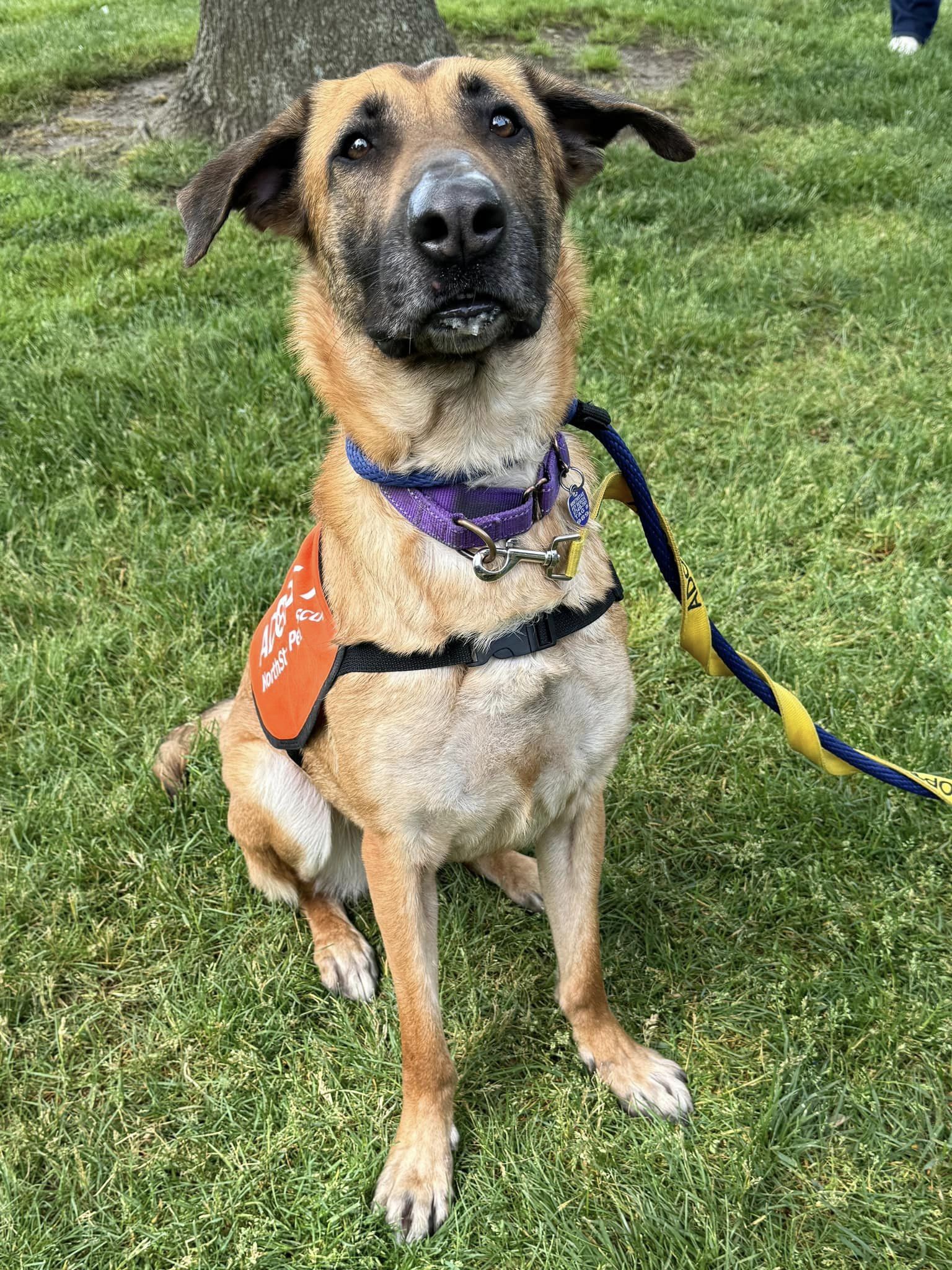 adoptable Dog in Boonton, NJ named *Ash TX