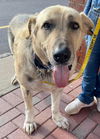 adoptable Dog in  named Cousin Brucie TX