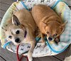 adoptable Dog in boonton, NJ named Scrappie & Sofie NJ - Bonded Pair