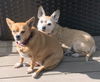 adoptable Dog in Boonton, NJ named Bonded Pair Scrappie & Sofie NJ