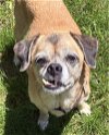 adoptable Dog in boonton, NJ named Midge TX
