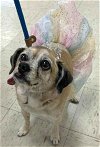 adoptable Dog in boonton, NJ named Midge TX