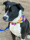 adoptable Dog in  named XP Cutie (Q) - Texas