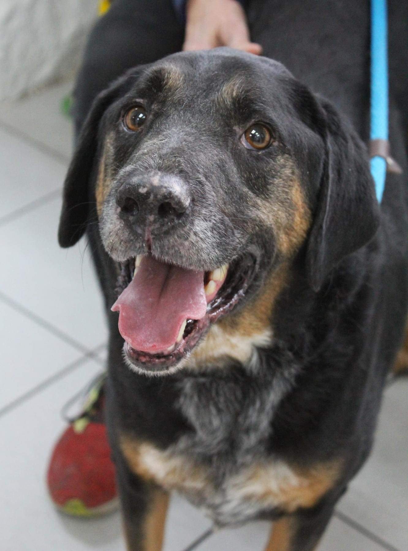 adoptable Dog in Boonton, NJ named Nacho NJ