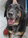 adoptable Dog in boonton, NJ named Nacho NJ