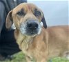 adoptable Dog in boonton, NJ named Marlin TX