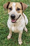 adoptable Dog in boonton, NJ named XP Cammie in Texas