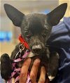 adoptable Dog in , NJ named Hermey TX