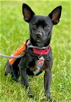 adoptable Dog in , NJ named Hermey TX