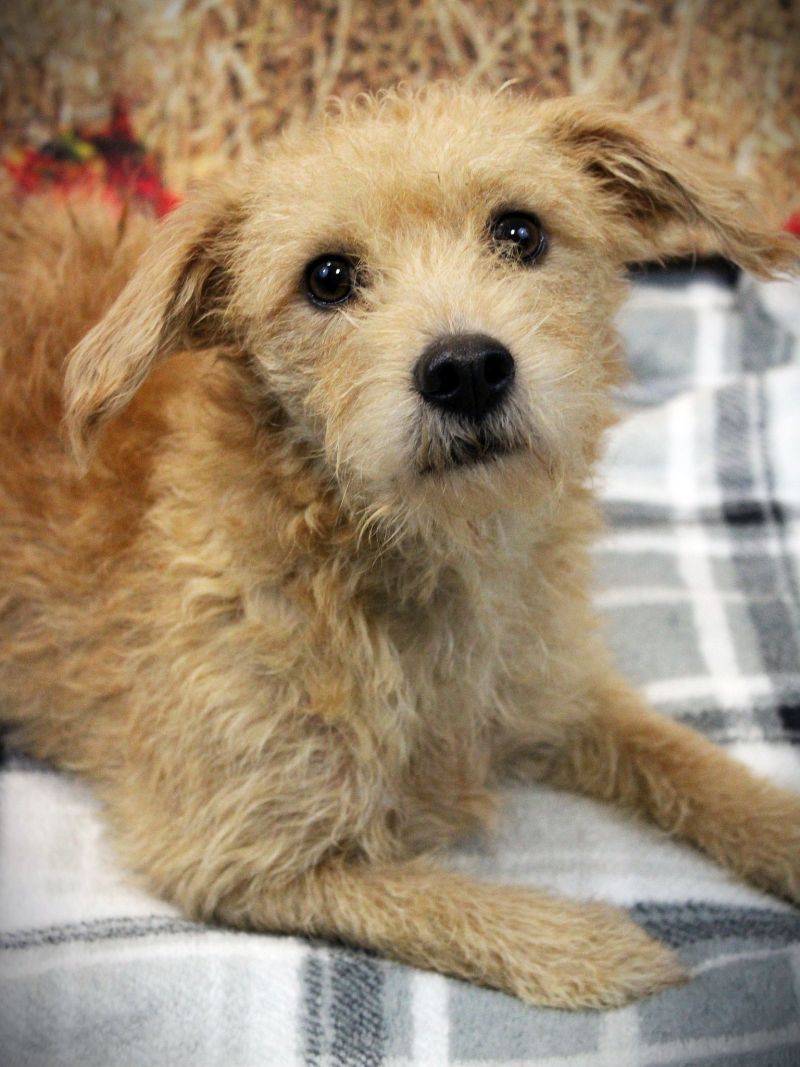 Dog for Adoption Nac's Herbie Goes to New Jersey, a Schnauzer in
