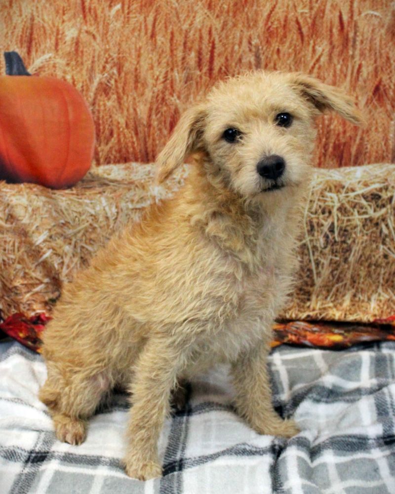 Dog for Adoption Nac's Herbie Goes to New Jersey, a Schnauzer in