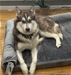 adoptable Dog in boonton, NJ named XP Jaskier - Wayne, NJ