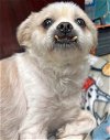 adoptable Dog in boonton, NJ named Pierre TX
