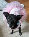 adoptable Dog in boonton, NJ named Polska TX