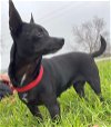 adoptable Dog in boonton, NJ named Ohana TX