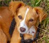 adoptable Dog in boonton, NJ named Verdin TX