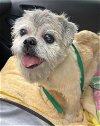 adoptable Dog in boonton, NJ named Souffle TX
