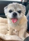adoptable Dog in boonton, NJ named Souffle TX
