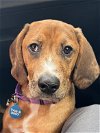 adoptable Dog in , NJ named Katie Girl WV