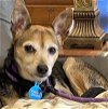 adoptable Dog in boonton, NJ named NAC Suey