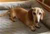 adoptable Dog in boonton, NJ named Shannon